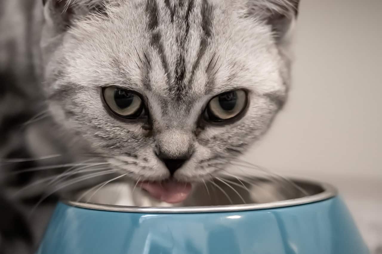 חתול אוכל