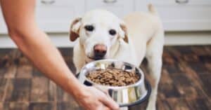 5 טיפים למציאת האוכל המתאים ביותר לכלבכם!